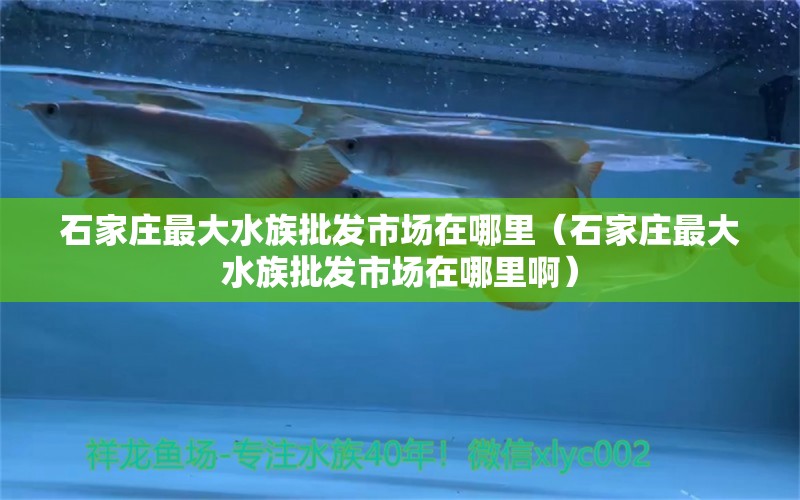 石家庄最大水族批发市场在哪里（石家庄最大水族批发市场在哪里啊） 印尼小红龙