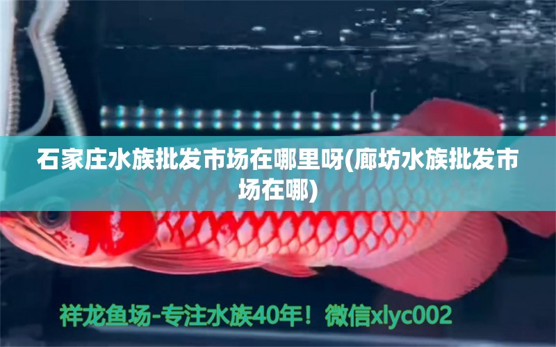 石家庄水族批发市场在哪里呀(廊坊水族批发市场在哪)