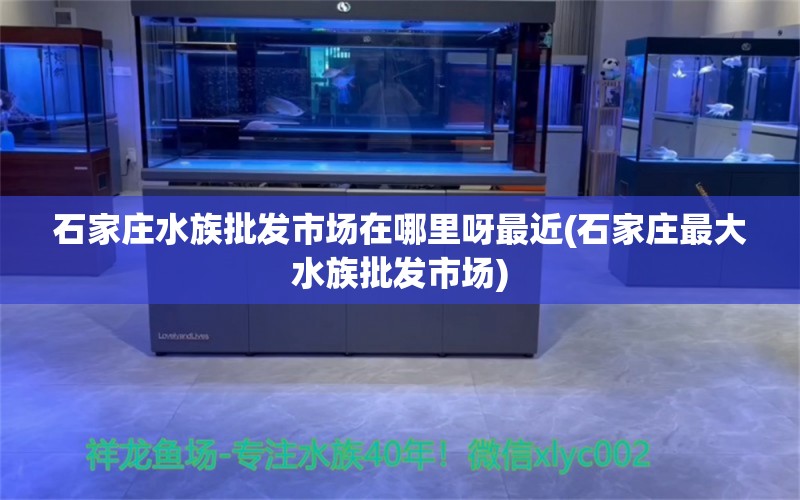 石家庄水族批发市场在哪里呀最近(石家庄最大水族批发市场) 观赏鱼水族批发市场