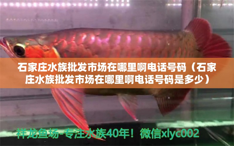 石家庄水族批发市场在哪里啊电话号码（石家庄水族批发市场在哪里啊电话号码是多少） 观赏鱼水族批发市场