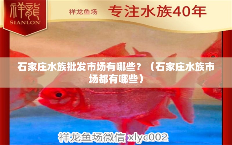 石家庄水族批发市场有哪些？（石家庄水族市场都有哪些）