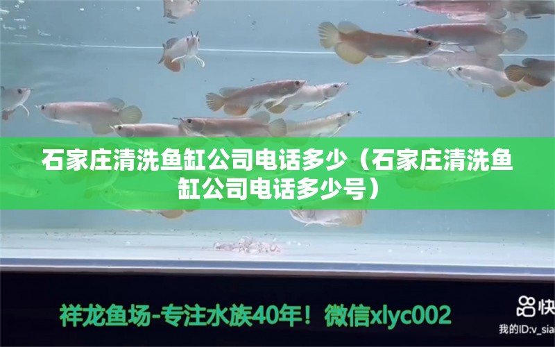 石家庄清洗鱼缸公司电话多少（石家庄清洗鱼缸公司电话多少号） 观赏鱼市场（混养鱼）