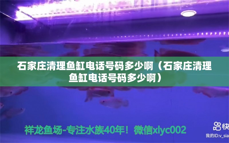 石家庄清理鱼缸电话号码多少啊（石家庄清理鱼缸电话号码多少啊）