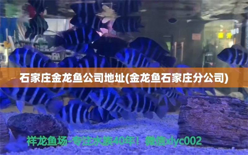 石家庄金龙鱼公司地址(金龙鱼石家庄分公司) 泰庞海鲢鱼