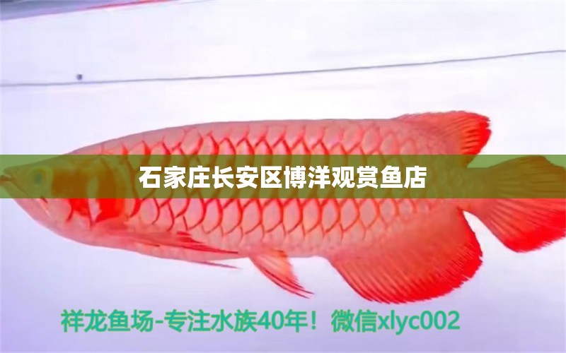 石家庄长安区博洋观赏鱼店 全国水族馆企业名录