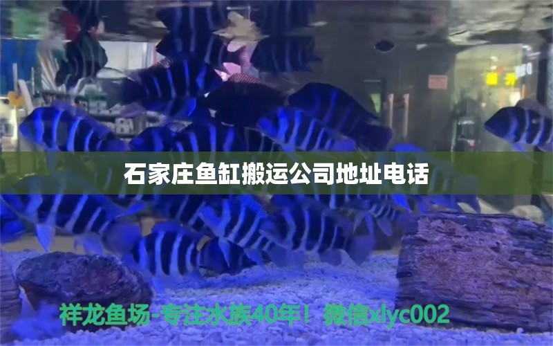 石家庄鱼缸搬运公司地址电话