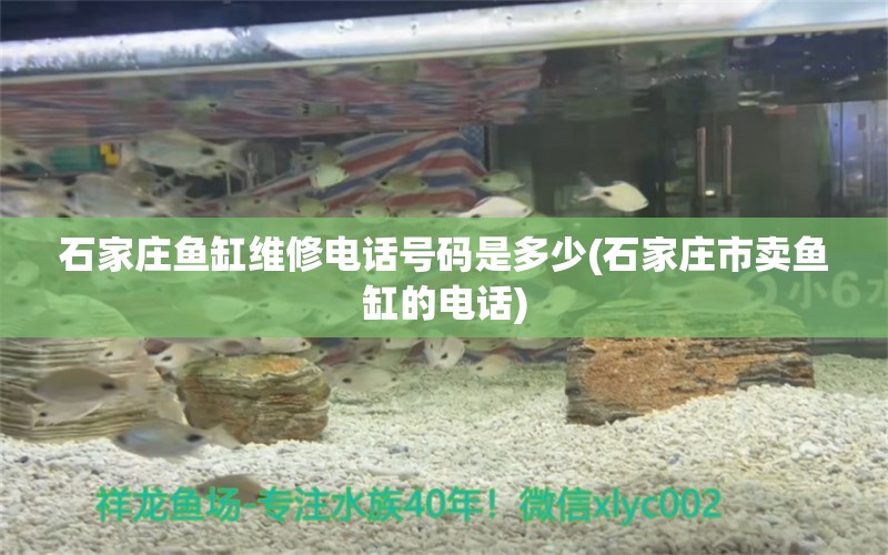 石家庄鱼缸维修电话号码是多少(石家庄市卖鱼缸的电话) 圣菲埃及鱼 第1张