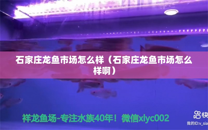 石家庄龙鱼市场怎么样（石家庄龙鱼市场怎么样啊） 观赏鱼市场（混养鱼）