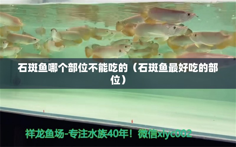 石斑鱼哪个部位不能吃的（石斑鱼最好吃的部位） 罗汉鱼 第1张