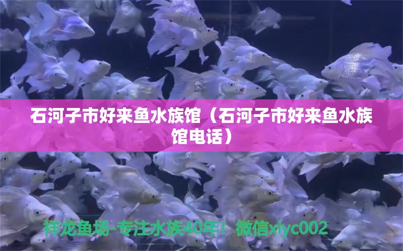 石河子市好来鱼水族馆（石河子市好来鱼水族馆电话） 全国水族馆企业名录