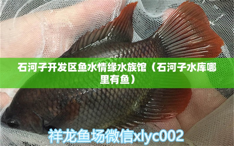 石河子开发区鱼水情缘水族馆（石河子水库哪里有鱼）