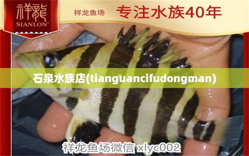 石泉水族店(tianguancifudongman) 白子银龙苗（黄化银龙苗） 第2张