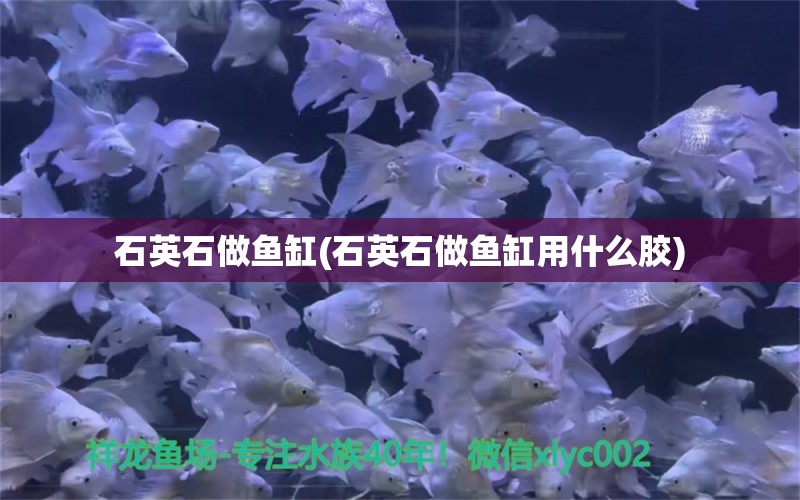 石英石做鱼缸(石英石做鱼缸用什么胶) 一眉道人鱼苗