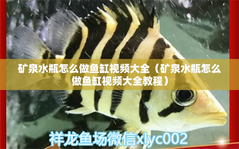 矿泉水瓶怎么做鱼缸视频大全（矿泉水瓶怎么做鱼缸视频大全教程）