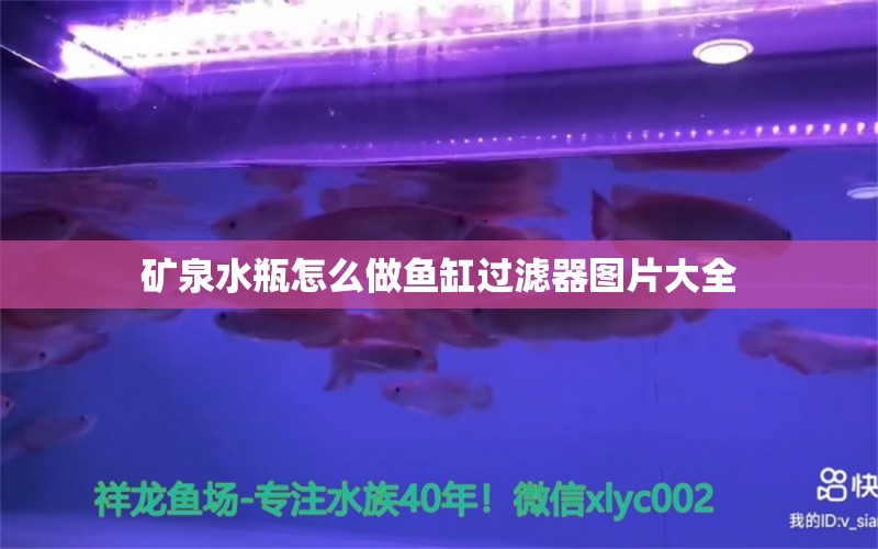 矿泉水瓶怎么做鱼缸过滤器图片大全 祥龙鱼场