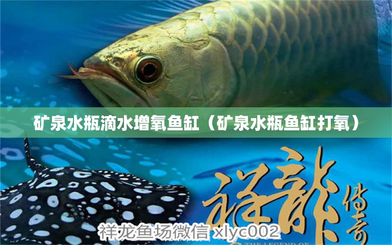 矿泉水瓶滴水增氧鱼缸（矿泉水瓶鱼缸打氧） 罗汉鱼