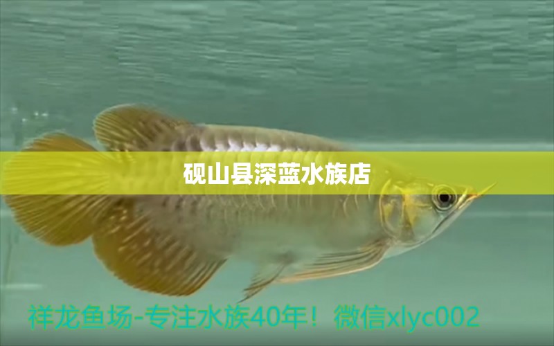 砚山县深蓝水族店 全国水族馆企业名录 第1张