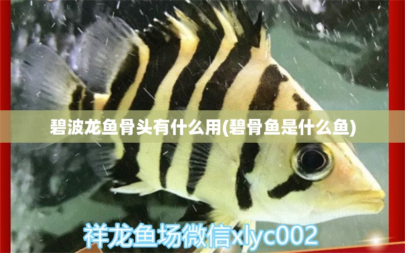 碧波龙鱼骨头有什么用(碧骨鱼是什么鱼) 黄金河虎鱼