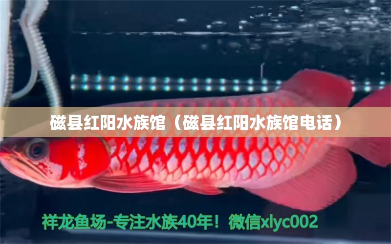 磁县红阳水族馆（磁县红阳水族馆电话） 全国水族馆企业名录