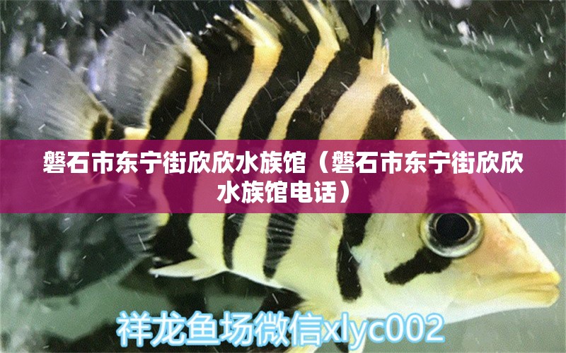 磐石市东宁街欣欣水族馆（磐石市东宁街欣欣水族馆电话）