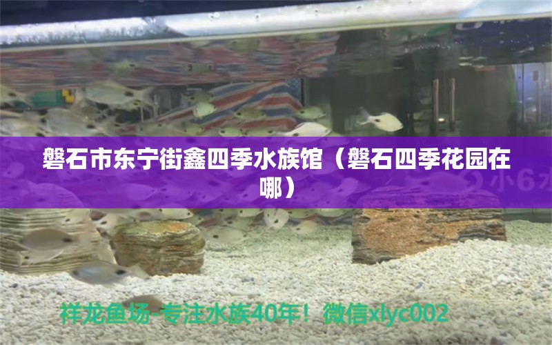 磐石市东宁街鑫四季水族馆（磐石四季花园在哪） 全国水族馆企业名录