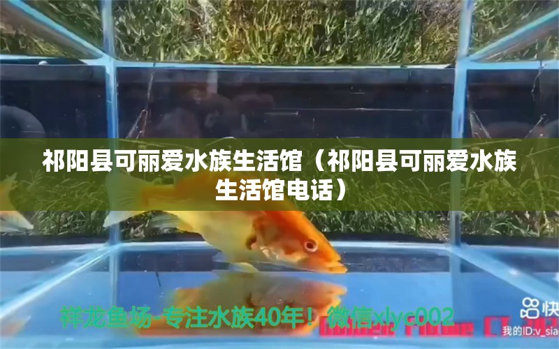 祁阳县可丽爱水族生活馆（祁阳县可丽爱水族生活馆电话） 全国水族馆企业名录