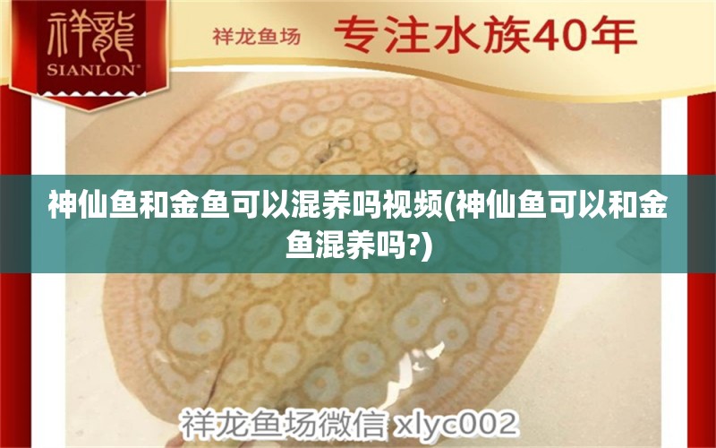 神仙鱼和金鱼可以混养吗视频(神仙鱼可以和金鱼混养吗?) 观赏鱼 第1张