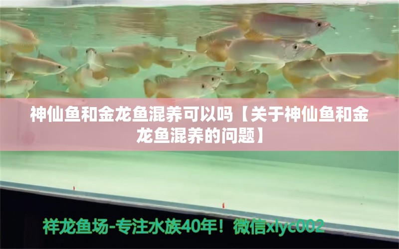 神仙鱼和金龙鱼混养可以吗【关于神仙鱼和金龙鱼混养的问题】 水族问答 第1张