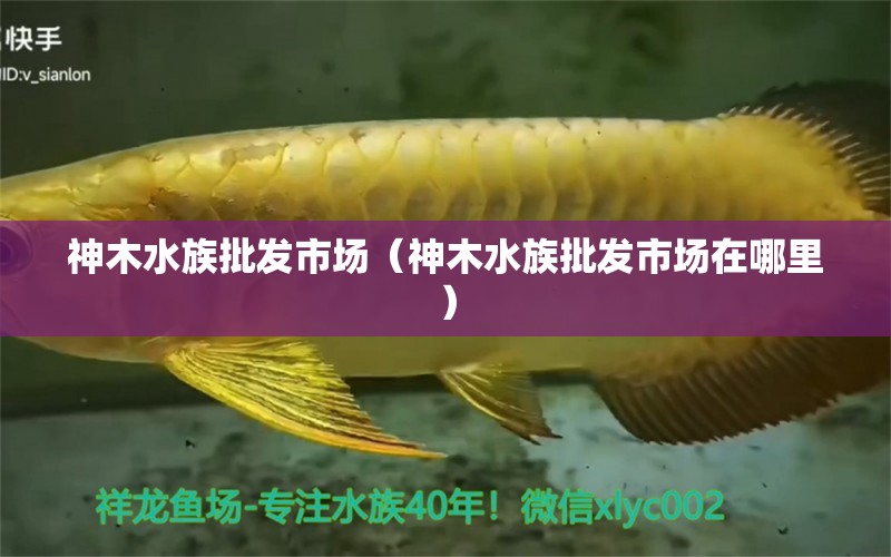 神木水族批发市场（神木水族批发市场在哪里）