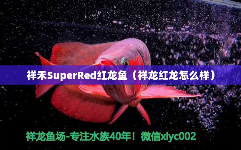 祥禾SuperRed红龙鱼（祥龙红龙怎么样）