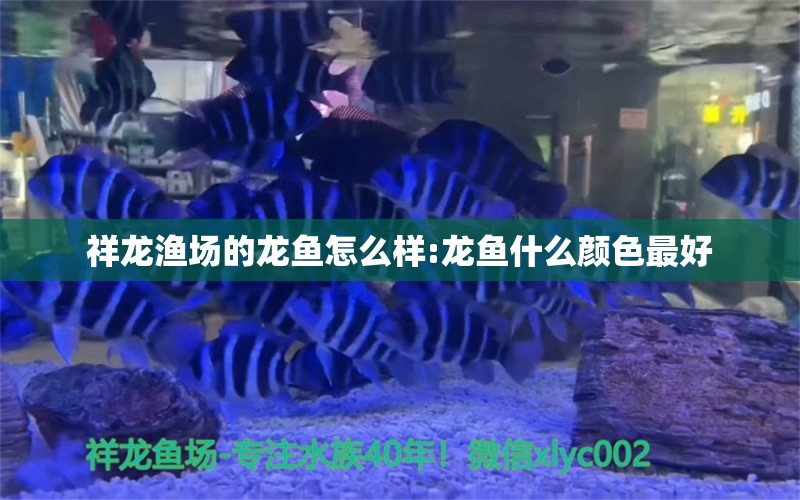 祥龙渔场的龙鱼怎么样:龙鱼什么颜色最好