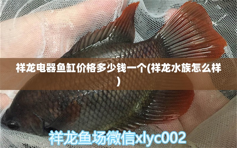 祥龙电器鱼缸价格多少钱一个(祥龙水族怎么样) 红化白子银龙