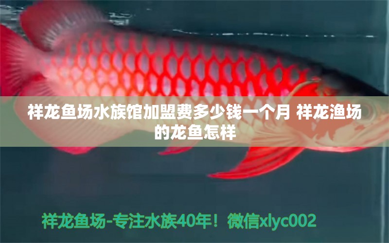 祥龙鱼场水族馆加盟费多少钱一个月 祥龙渔场的龙鱼怎样 水族灯（鱼缸灯） 第1张