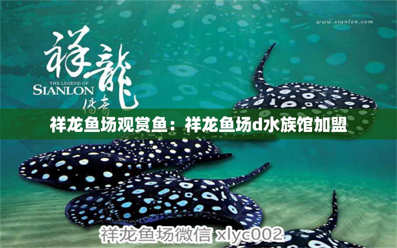 祥龙鱼场观赏鱼：祥龙鱼场d水族馆加盟