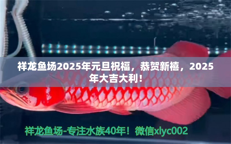 祥龙鱼场2025年元旦祝福，恭贺新禧，2025年大吉大利！