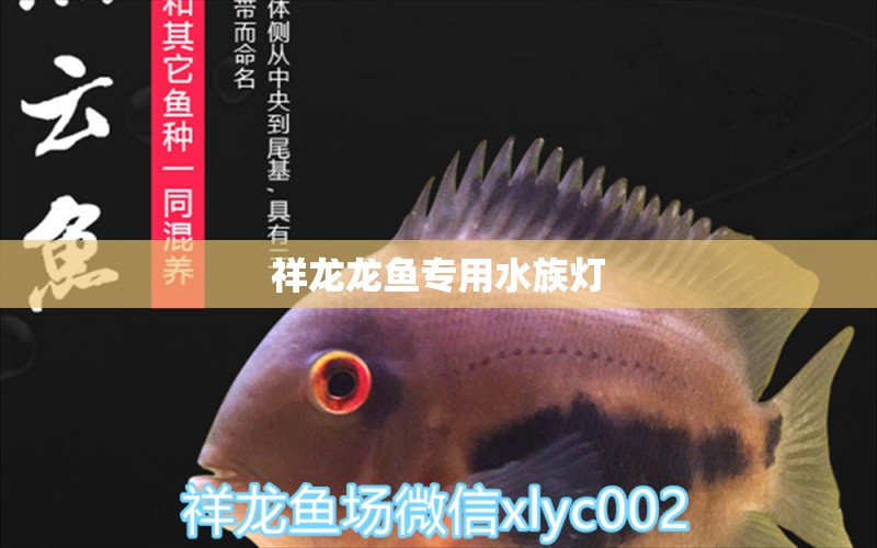 祥龙龙鱼专用水族灯