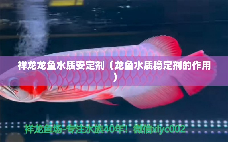 祥龙龙鱼水质安定剂（龙鱼水质稳定剂的作用） 祥龙水族护理水