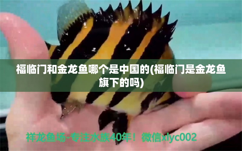 福临门和金龙鱼哪个是中国的(福临门是金龙鱼旗下的吗) 海水鱼