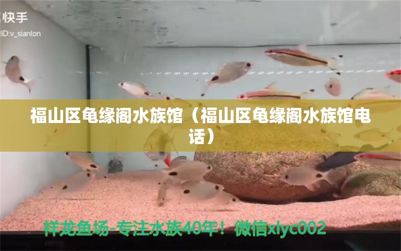 福山区龟缘阁水族馆（福山区龟缘阁水族馆电话） 乌龟