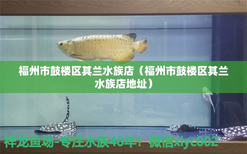 福州市鼓楼区其兰水族店（福州市鼓楼区其兰水族店地址）