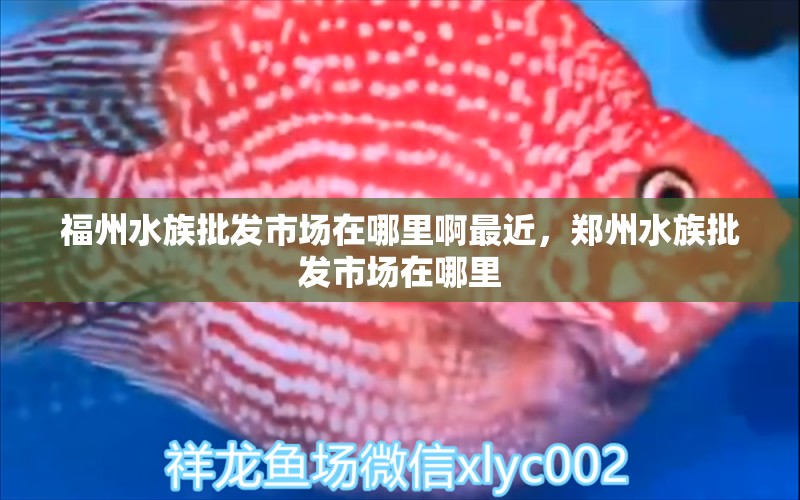 福州水族批发市场在哪里啊最近，郑州水族批发市场在哪里 观赏鱼水族批发市场 第1张