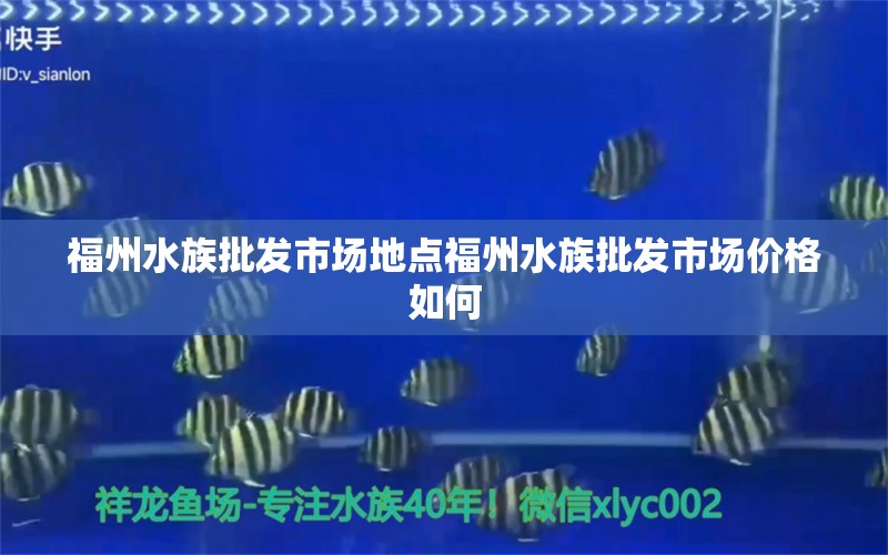 福州水族批发市场地点福州水族批发市场价格如何 观赏鱼水族批发市场