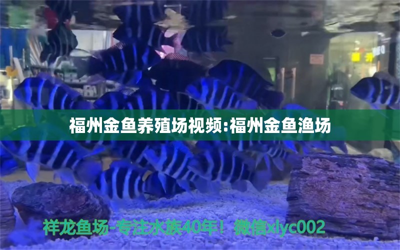 福州金鱼养殖场视频:福州金鱼渔场