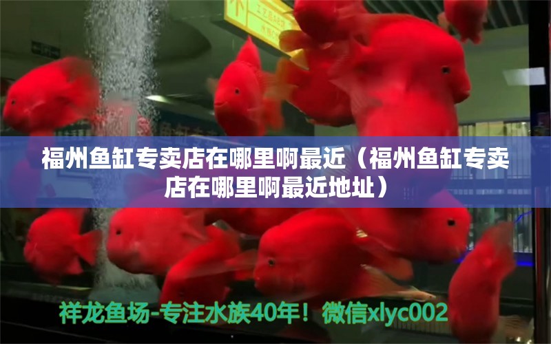 福州鱼缸专卖店在哪里啊最近（福州鱼缸专卖店在哪里啊最近地址）