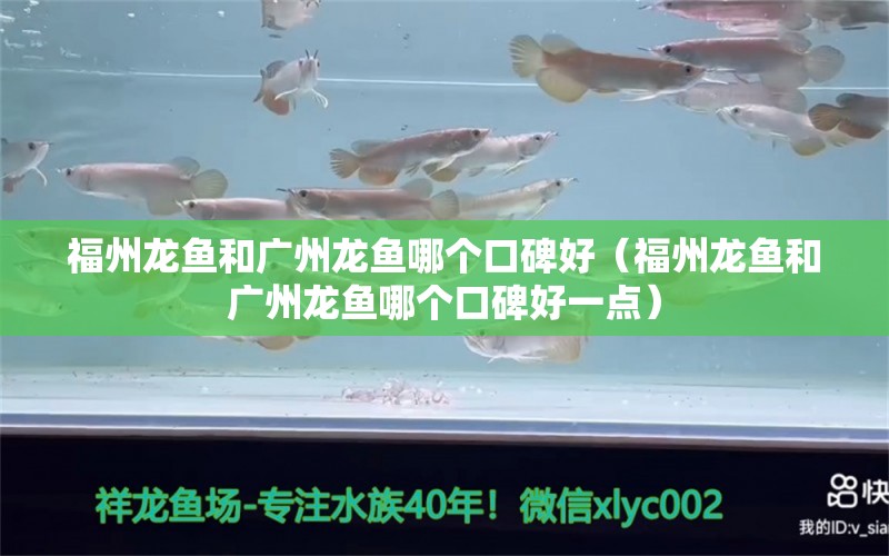 福州龙鱼和广州龙鱼哪个口碑好（福州龙鱼和广州龙鱼哪个口碑好一点）