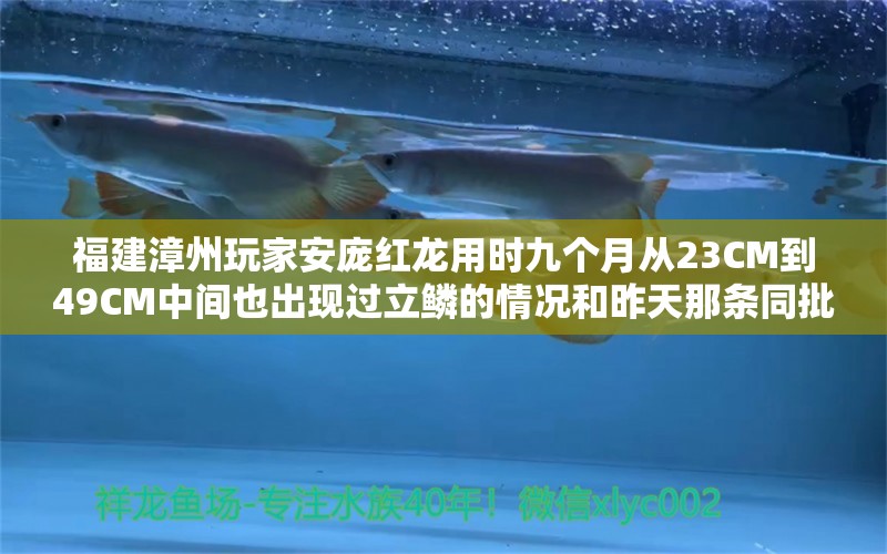 福建漳州玩家安庞红龙用时九个月从23CM到49CM中间也出现过立鳞的情况和昨天那条同批这条明 圣菲埃及鱼