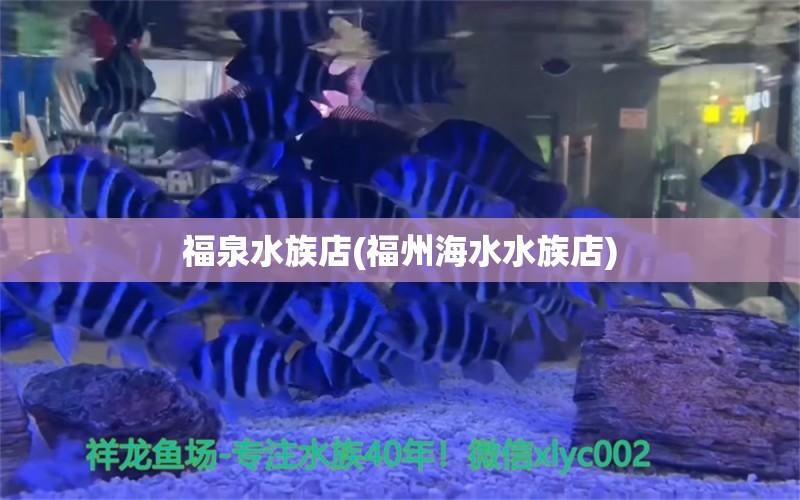 福泉水族店(福州海水水族店) 祥龙蓝珀金龙鱼 第1张