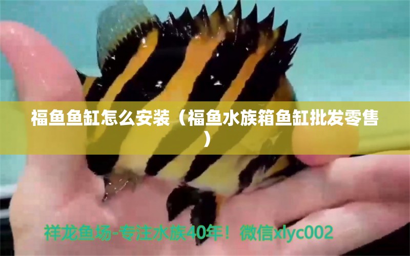 福鱼鱼缸怎么安装（福鱼水族箱鱼缸批发零售）