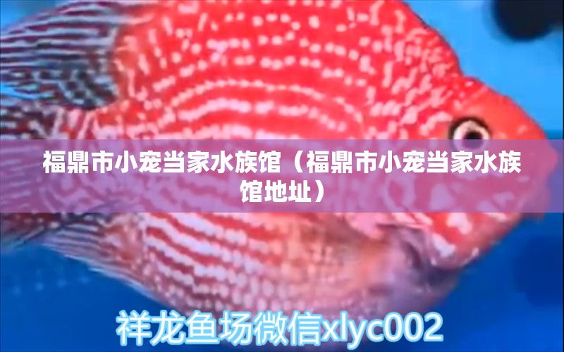 福鼎市小宠当家水族馆（福鼎市小宠当家水族馆地址）