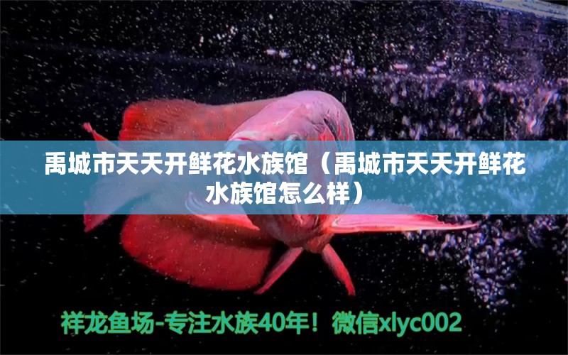 禹城市天天开鲜花水族馆（禹城市天天开鲜花水族馆怎么样） 全国水族馆企业名录